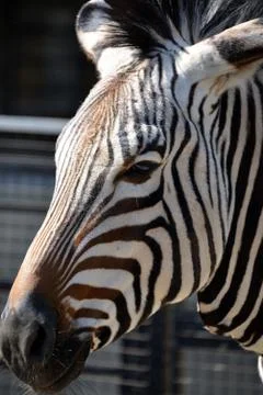 A zebra at the zoo 스톡 사진
