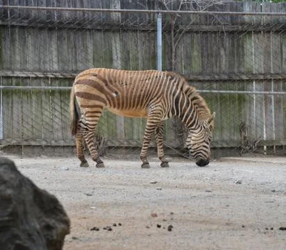 Zebra in Zoo Stock Photos