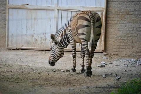 Zebra in Zoo Stock Photos