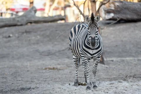 Zebra at the zoo Stock Photos