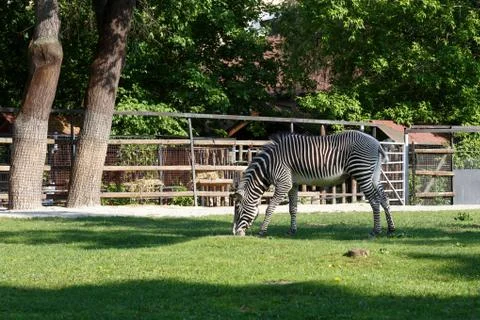 Zebra at the zoo Stock Photos