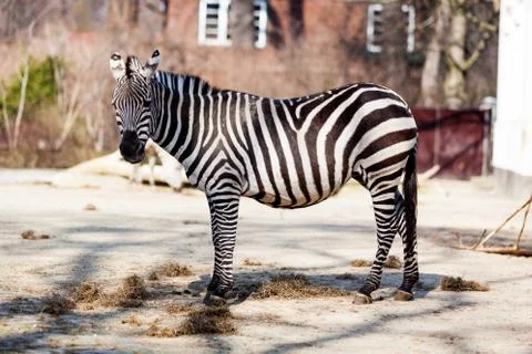 Zebra in the zoo Stock Photos