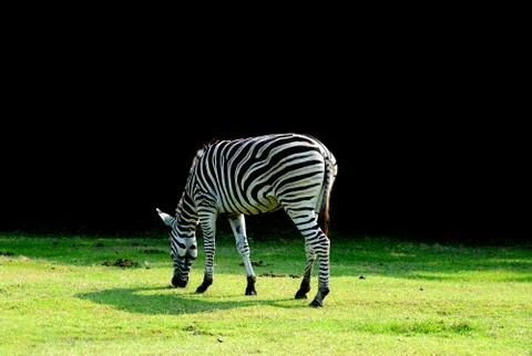 Zebra at the zoo Stock Photos