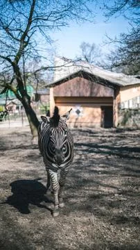 Zebra in the Zoo Stock Photos