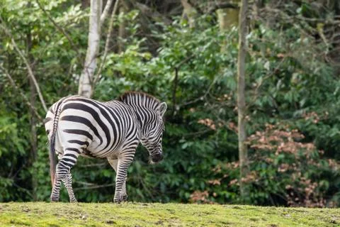 Zebra at Zoo Stock Photos