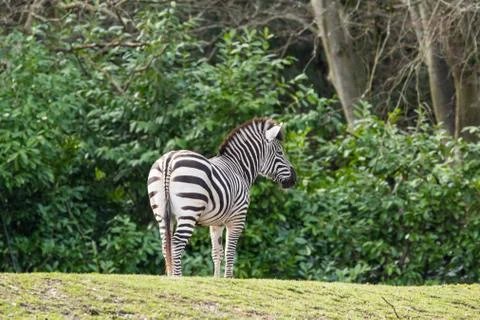 Zebra at Zoo Stock Photos