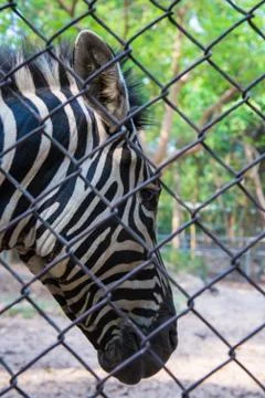 Zebra in the zoo. Stock Photos
