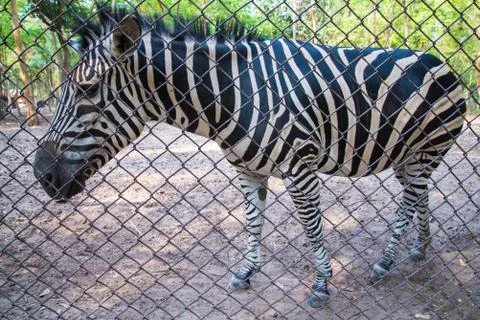 Zebra in the zoo. Stock Photos