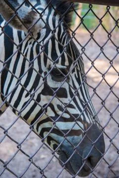 Zebra in the zoo. Stock Photos