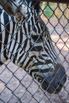 Zebra in the zoo. Stock Photos