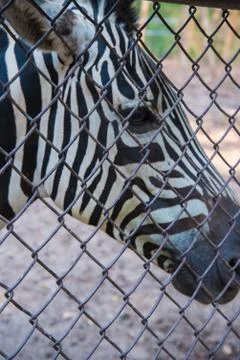 Zebra in the zoo. Stock Photos