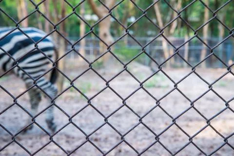 Zebra in the zoo. Stock Photos