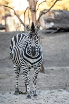 Zebra at the zoo Stock Photos