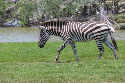 Zebra in a zoo Foto stock