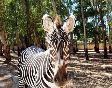 Zebra in the zoo Stock Photos