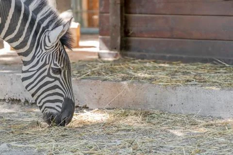 Zebra at the zoo Stock-Fotos