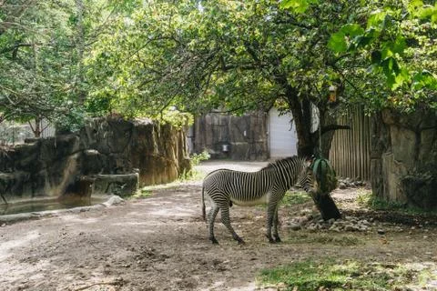 Zebra in the zoo Foto stock