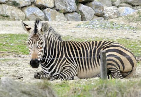 A zebra in the zoo Stock Photos