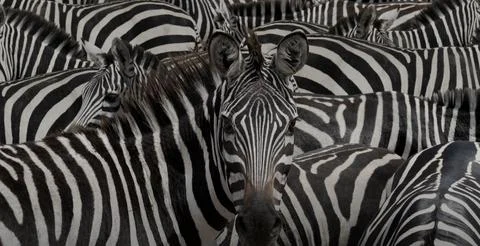 Zebra in the zoo 스톡 사진
