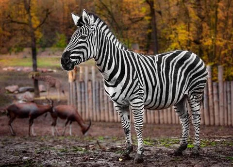 Zebra in zoo Stock Photos