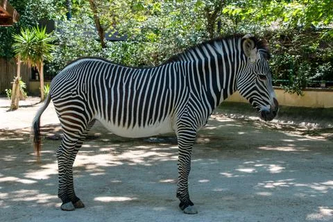 Zebra in the zoo, Thailand Foto stock