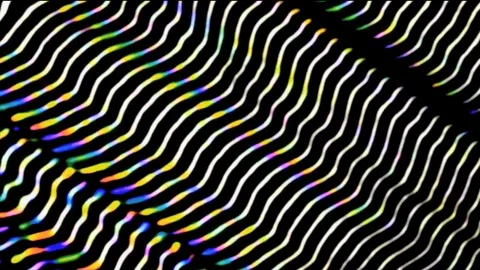 Zebra zoom 库存影片 73996689