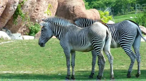 Zebra1 스톡 동영상 504675