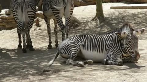 Zebra1 Stock Footage 10882967
