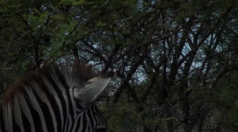 Zebra1 Stock Footage 11072594