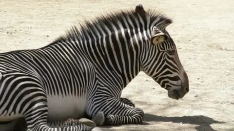 Zebra2 Stock Footage 10882785