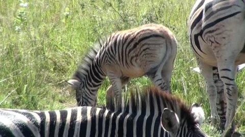 Zebra2 Stock Footage 11072793