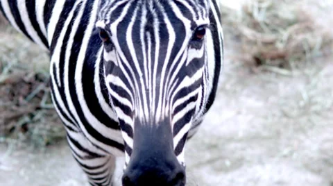 ZebraCloseup Lifting head while eating Stock Footage 61172305