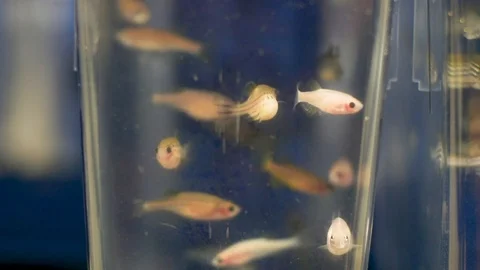 Zebrafish 01 스톡 동영상 124698586