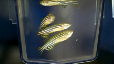 Zebrafish 02 스톡 동영상 124698580