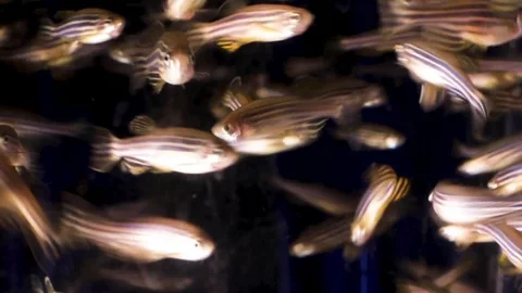 Zebrafish 03 스톡 동영상 124698579