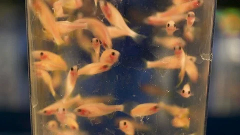 Zebrafish 05 Stock Footage 124698577