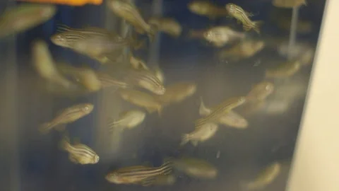 Zebrafish 06 스톡 동영상 124698576