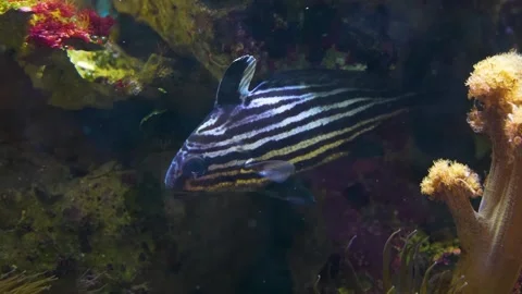 A zebrafish  Stock-Footage 244345505