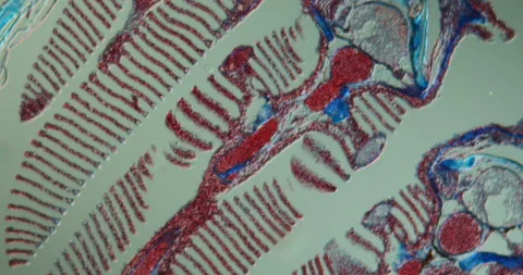 Zebrafish gills 스톡 동영상 145968418