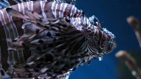 Zebrafish Stock Photos