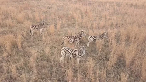 Zebras 1 Vidéo 98823808