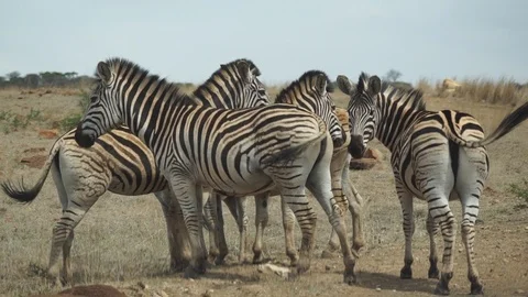 Zebras 1 Stock Footage 121177301