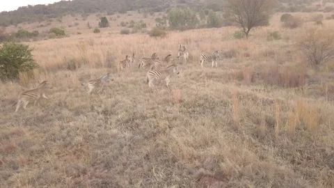 Zebras 2 Vidéo 98824228
