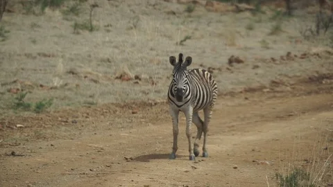 Zebras 2 Stock Footage 121177314