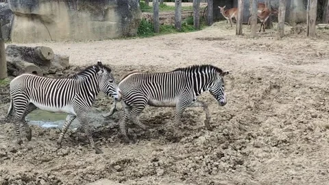 Zebras, accustomed to the man-made environment, roam their designated area. Stock Footage 305154775