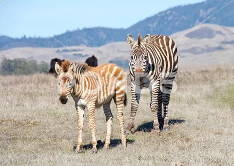 Zebras, adults and baby walking eating in drought parched wilderness. Zebras Stock Photos
