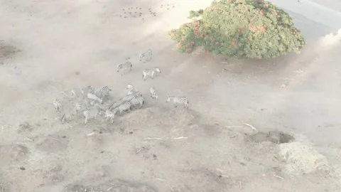 Zebras aerial Stock Footage 169892799