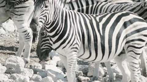 Zebras . Africa. Namibia Stock-Footage 116258223