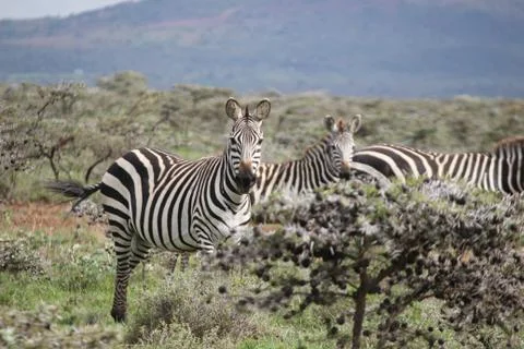 Zebras on the African Plain Stock Photos