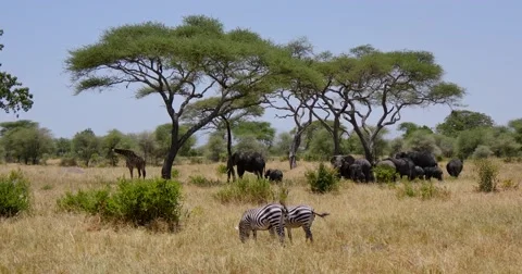 Zebras and Elephants Video stock 60611982